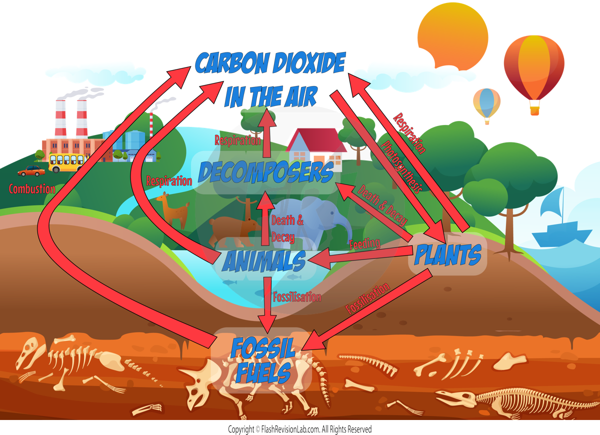 Carbon Cycle